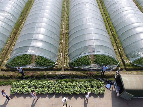 西瓜棚安裝現(xiàn)場完工圖